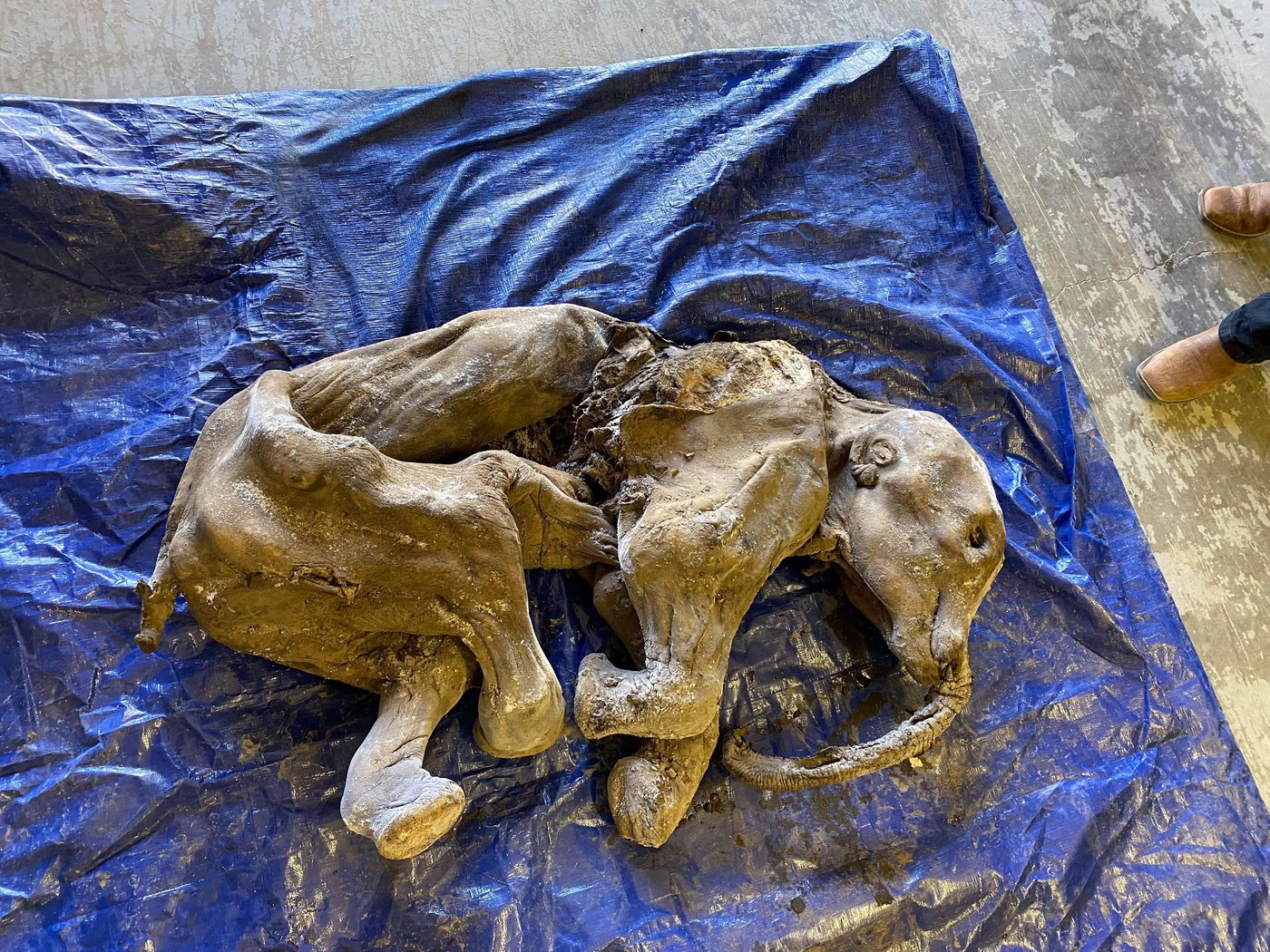 Miners Say Baby Woolly Mammoth Find in Yukon Is Biggest Event in Life so Far - Vimarsana News