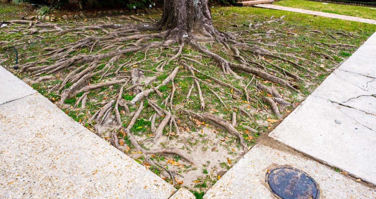 Very often tree roots don't know what to do with changes in the level of the ground. (William A. Morgan/Shutterstock)