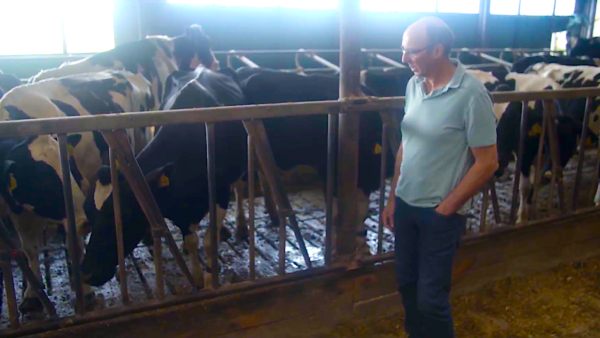 Dutch Dairy Farmer Faces Having to Cull 95 Percent of His Cows