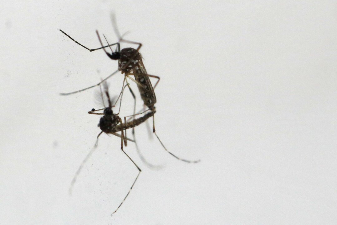 Wolbachia-Aedes aegypti mosquitoes mate, at the National Environmental Agency's mosquito production facility in Singapore, on Aug. 19, 2020. (Edgar Su/Reuters)