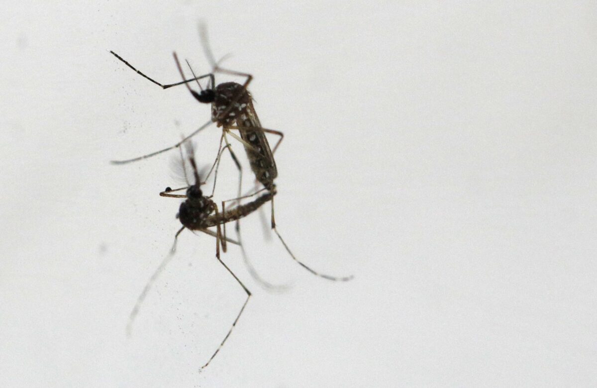 Vietnam Tells Hospitals to Prepare as Dengue Fever Cases Surge