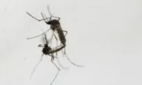 Vietnam Tells Hospitals to Prepare as Dengue Fever Cases Surge