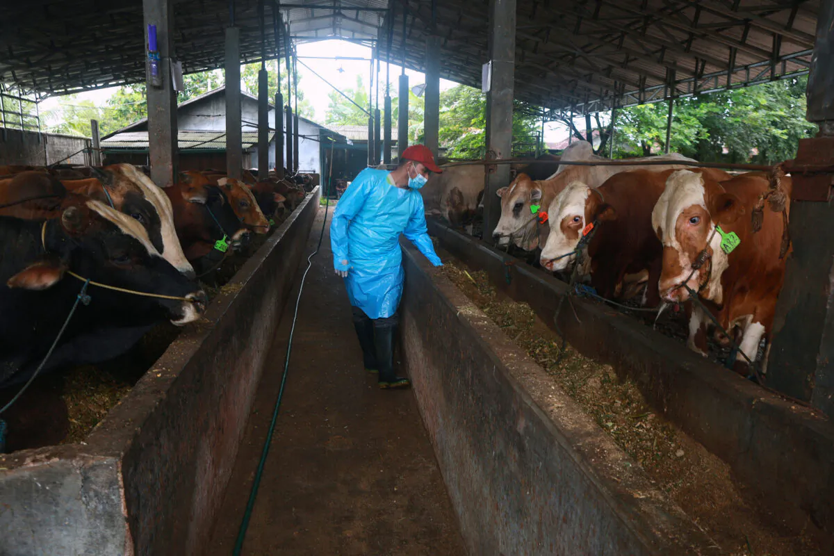 This picture taken shows a man inspecting cattle in Bandar Lampung, Indonesia, on June 16, 2022. (Perdiansyah/AFP via Getty Images)