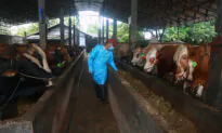 Australian Government Provides $1.5 Million for Indonesia’s Foot and Mouth Vaccine Program