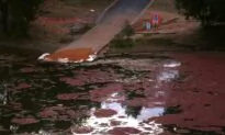 Australian Regional City’s Water Supply Undrinkable as Works to Drain Contamination Continue