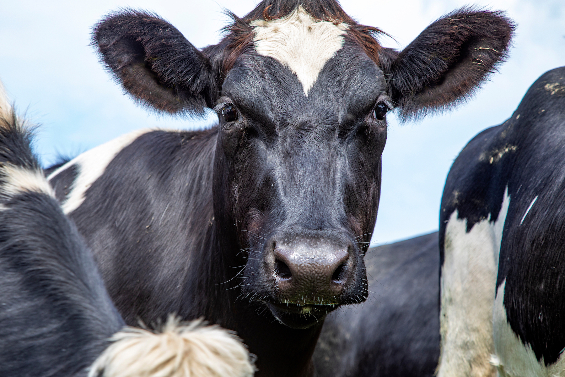 Dutch Farmers Rise Up Against Food System 'Reset' - Vimarsana News