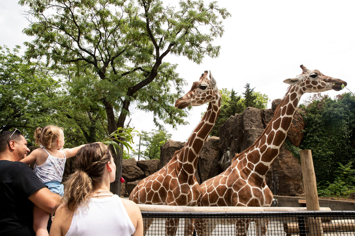 Visitors feed the giraffes at the new giraffe feeding encounter at the Philadelphia Zoo. (Monica Herndon/The Philadelphia Inquirer/TNS)