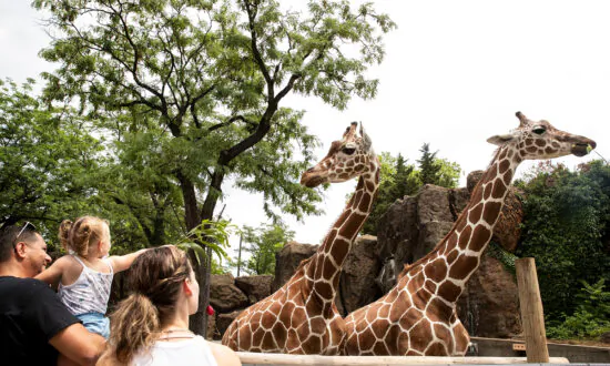 Zoo Visitors Feed Giraffes in New Exhibit, Enjoying a ‘Reprieve’ From Daily Stresses