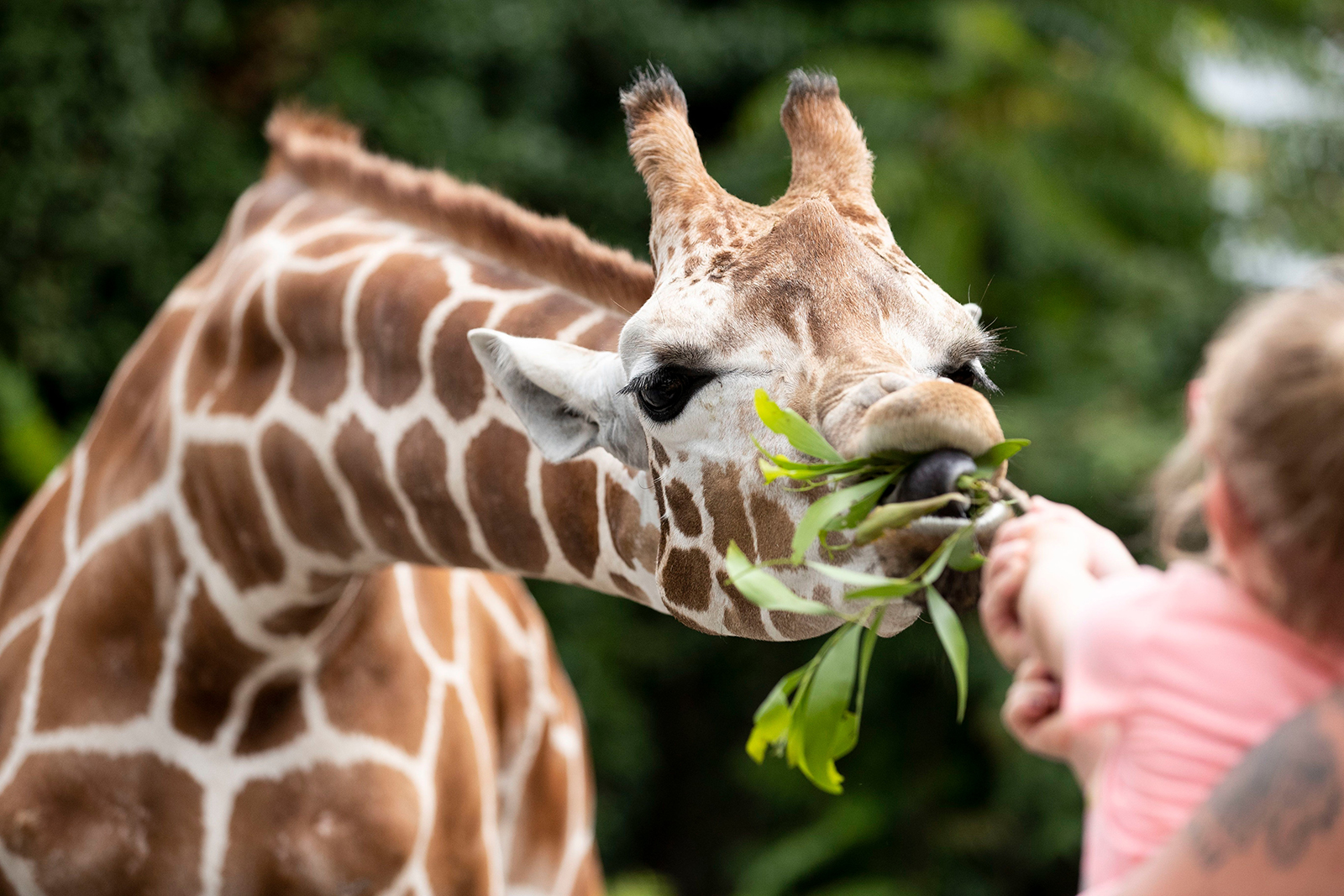 A giraffe being fed a branch by zoo-goers