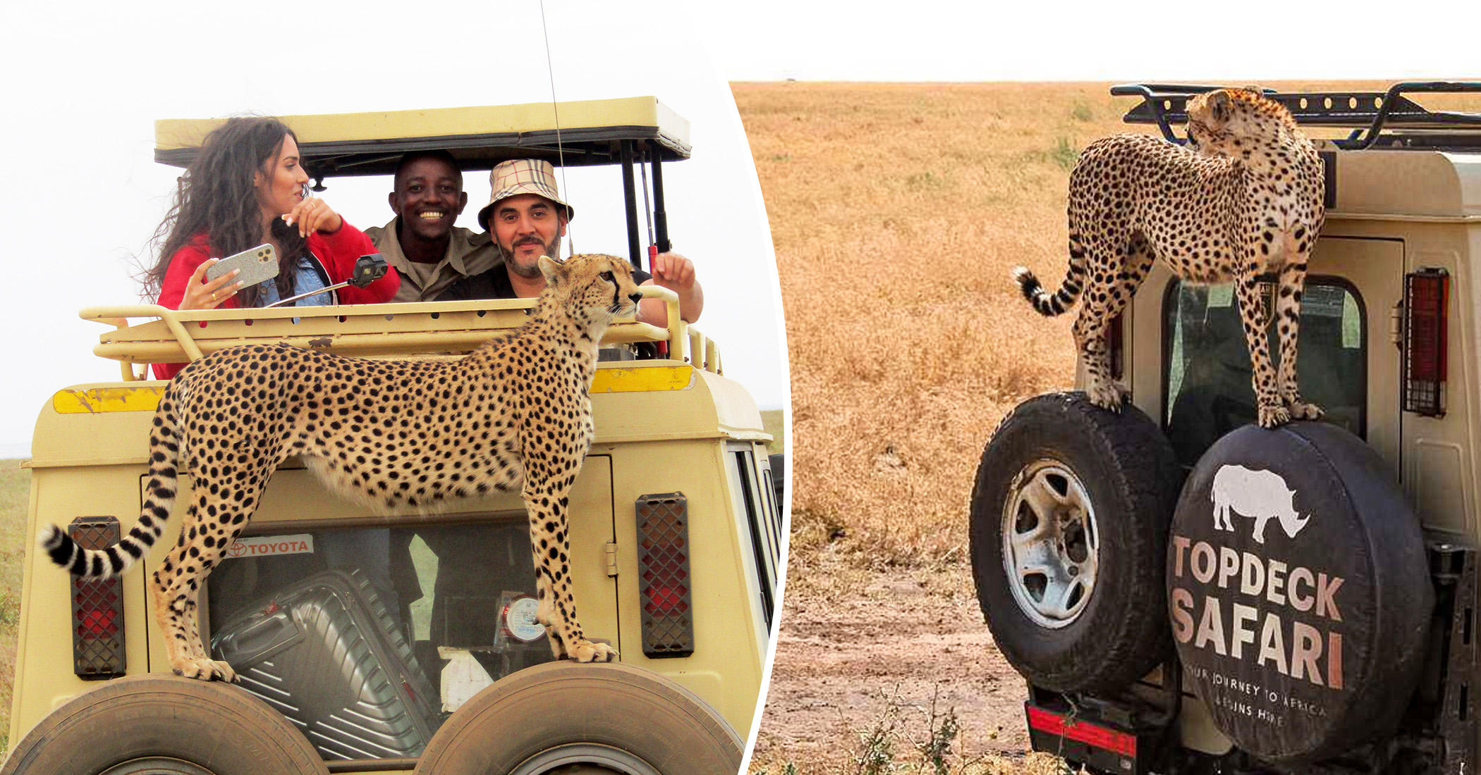Photos: Cheetah Hitches a Ride, Surprising Tourists With a Chance for Close-Up Shots - Vimarsana News