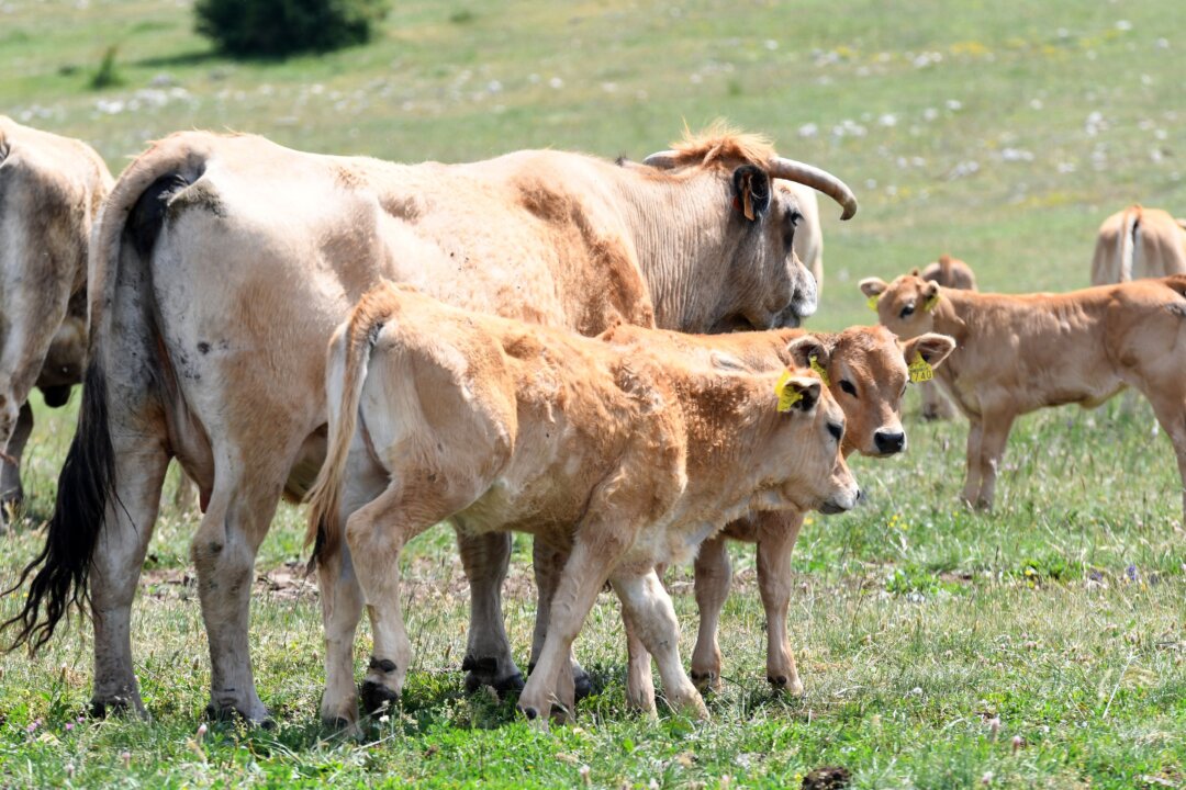 Cattle in Croatia in a file photo. (Denis Lovrovic/AFP via Getty Images)