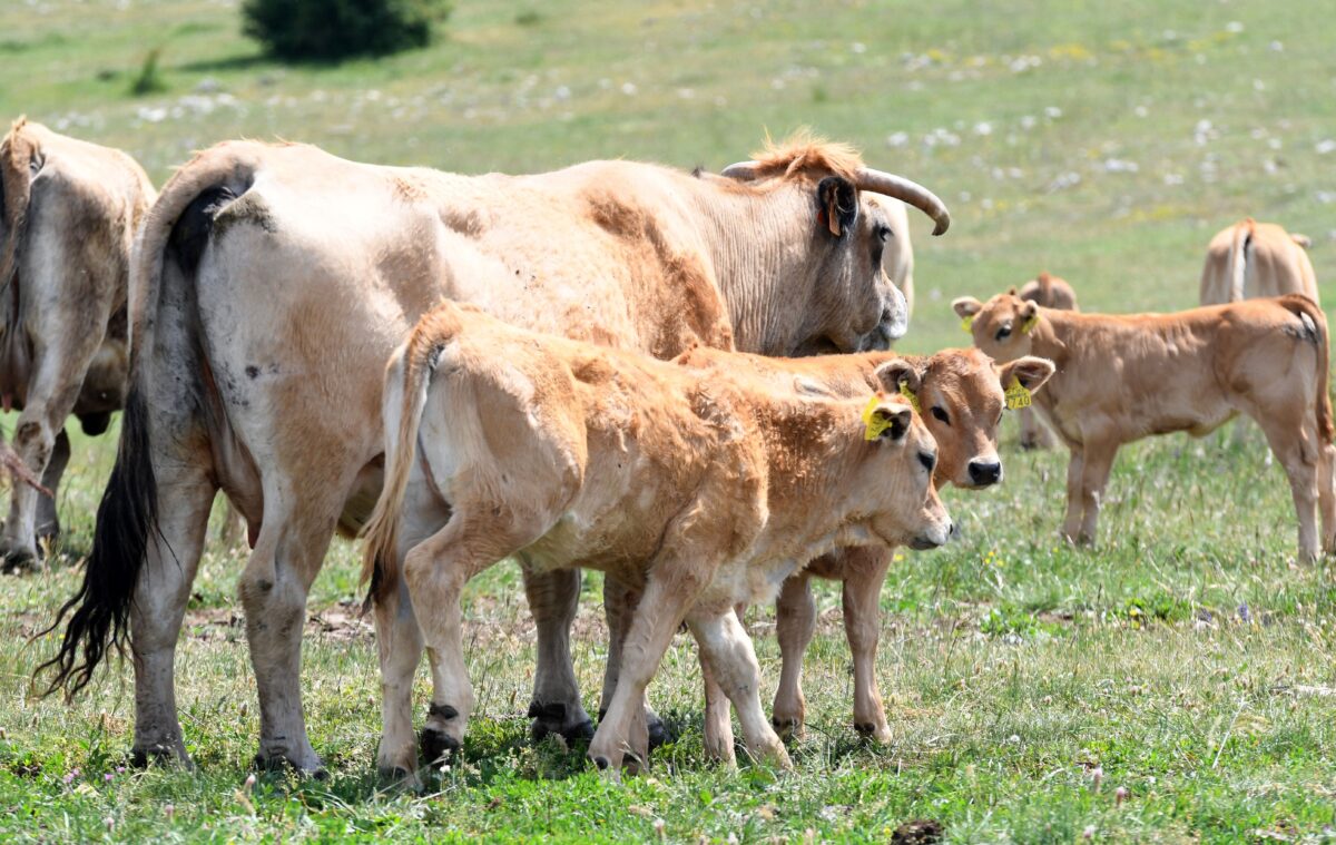 Croatia: Anthrax Found in Dead Cattle in Nature Park