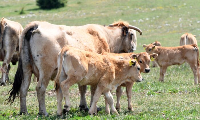 Cattle in Croatia in a file photo. (Denis Lovrovic/AFP via Getty Images)