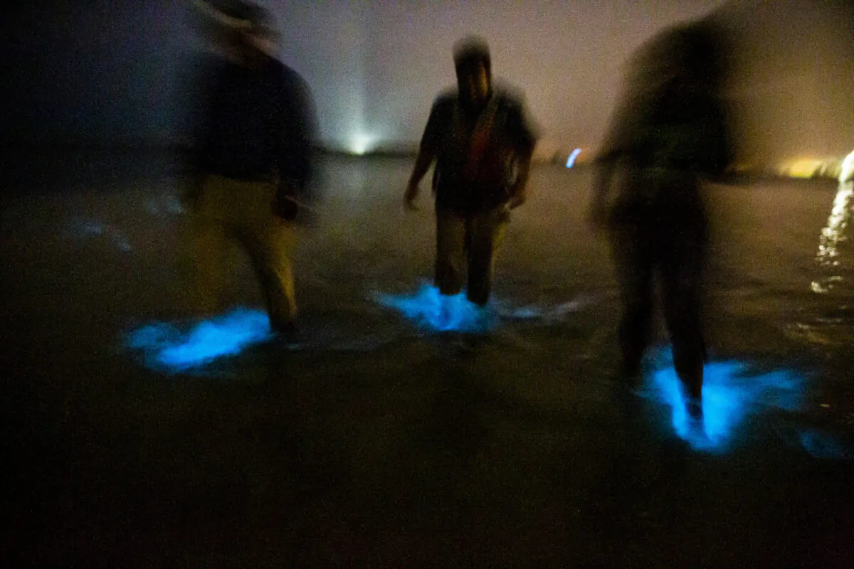 Bioluminescence is the blue-glowing wonder caused by micro algae called dinoflagellates, seen in the Indian River Lagoon near Titusville, Florida, on Saturday, June 20, 2020. (Patrick Connolly/Orlando Sentinel/TNS)