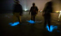 Blue-Glowing Natural Wonder Lights up Waters Off Florida