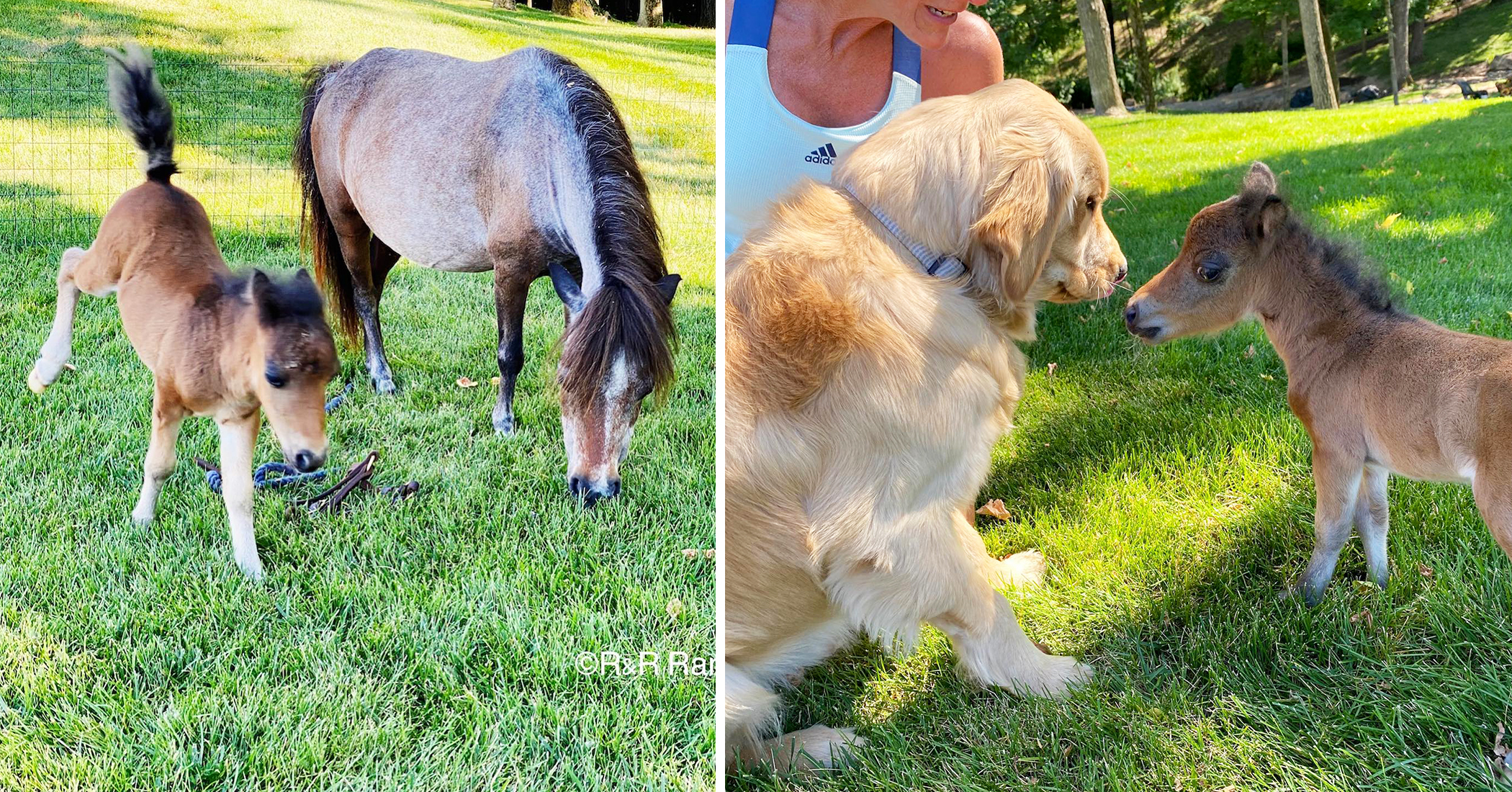 Mini Horse Who Didn't Have Any Friends Due to Protective Mom Forms a Special Bond With the Dogs on the Ranch - Vimarsana News