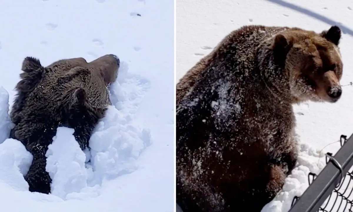 (Courtesy of Kicking Horse Grizzly Bear Refuge)