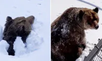 Incredible Video Shows a Bear Waking Up and Emerging From Den After Months of Hibernation