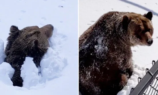 Incredible Video Shows a Bear Waking Up and Emerging From Den After Months of Hibernation