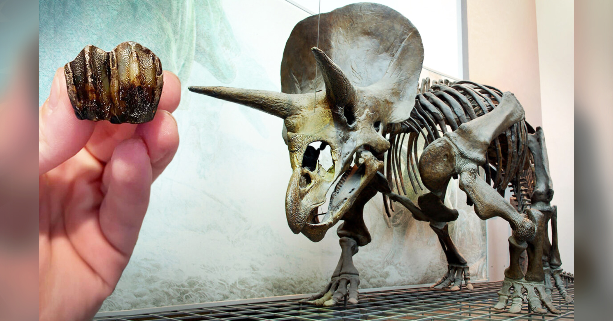 Fossil Hunter Thought She Dug Up 'Deer Hoof' in Riverbank, But It Was Really Tooth of Triceratops Relative - Vimarsana News