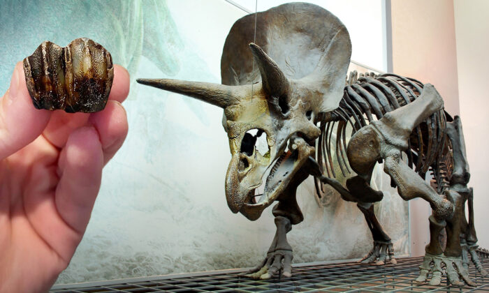 Fossil Hunter Thought She Dug Up ‘Deer Hoof’ in Riverbank, But It Was Really Tooth of Triceratops Relative