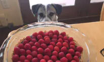 Have Dog Will Travel