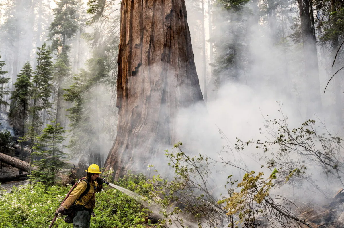 A firefighter protects a sequoia tree as the Washburn Fire burns in Mariposa Grove in Yosemite National Park, Calif., on July 8, 2022. (Noah Berger/AP Photo)