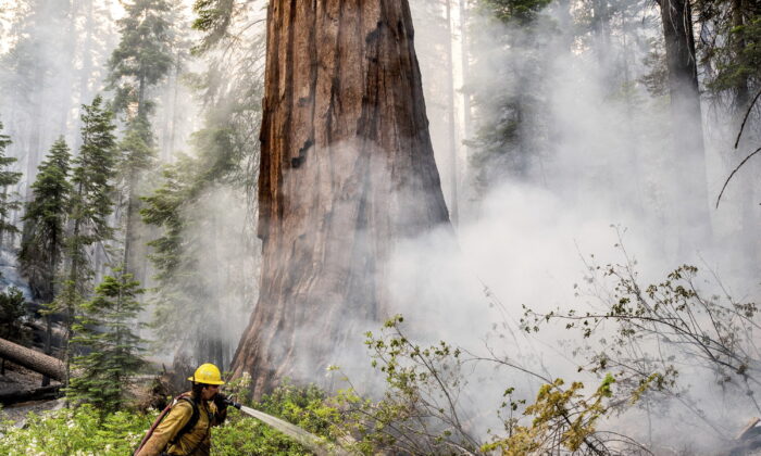 A firefighter protects a sequoia tree as the Washburn Fire burns in Mariposa Grove in Yosemite National Park, Calif., on July 8, 2022. (Noah Berger/AP Photo)