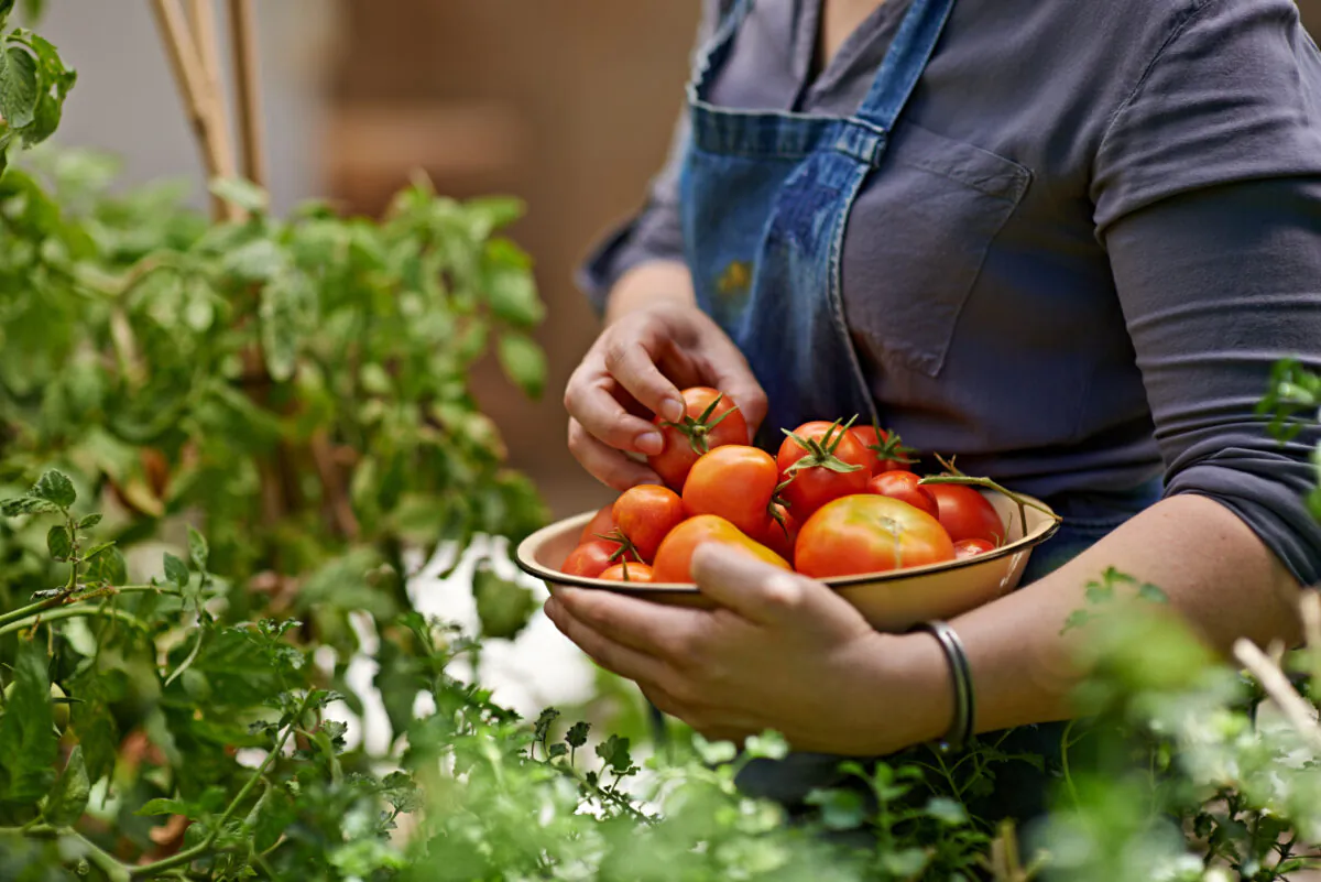 A woman harvests home-grown tomatoes from her garden. (Getty Images)