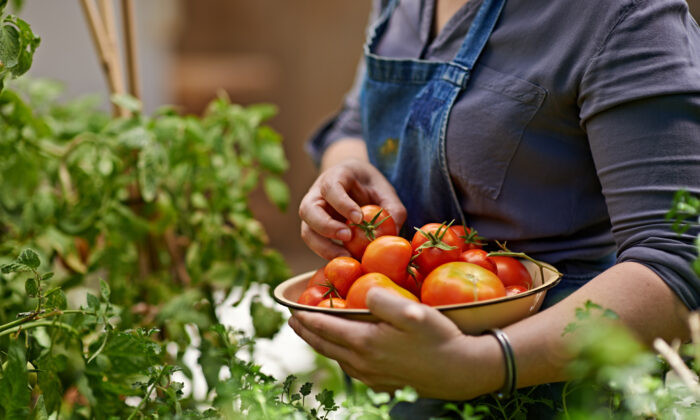 A woman harvests home-grown tomatoes from her garden. (Getty Images)
