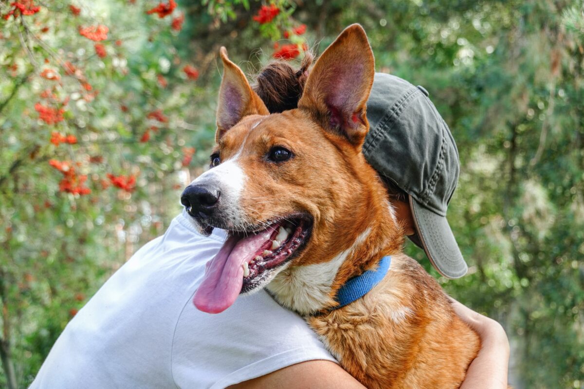 Preparing for and adopting a rescue dog can be so rewarding. (Wpadington/Shutterstock)