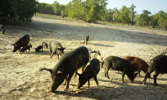 Feral pigs caught on motion detecting camera in northern region of Kakadu National Park. (Parks Australia)