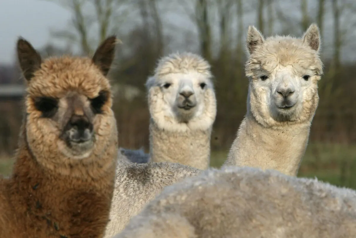 A file image of several alpacas grazing on a field. Alpacas are part of the camelids family and originate from the Andes. (Christopher Furlong/Getty Images)