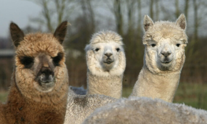 A file image of several alpacas grazing on a field. Alpacas are part of the camelids family and originate from the Andes. (Christopher Furlong/Getty Images)