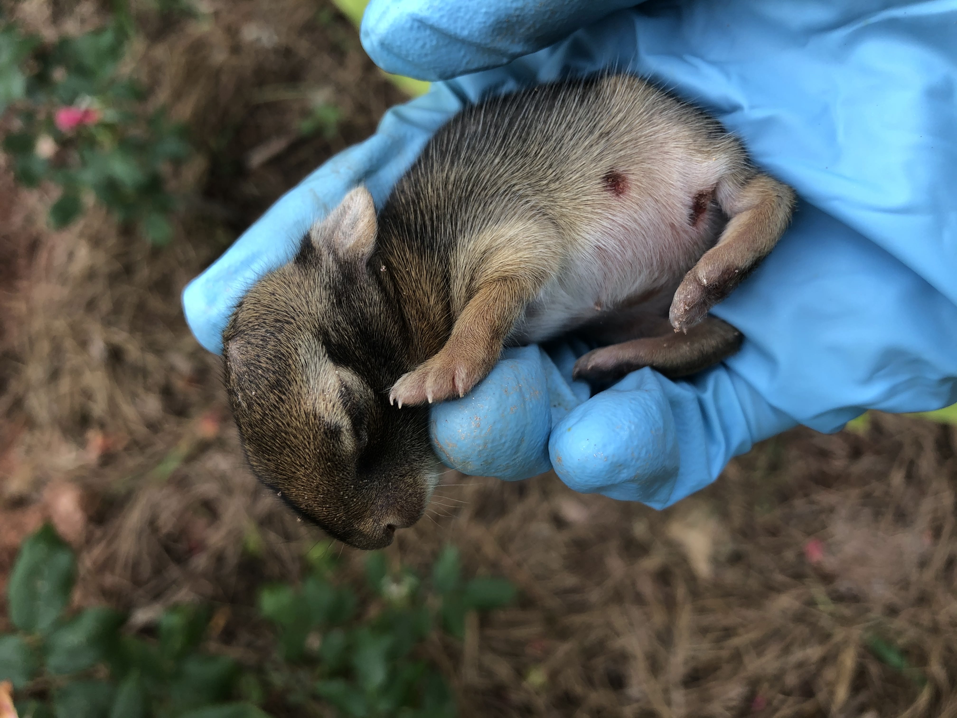 newborn wild rabbit