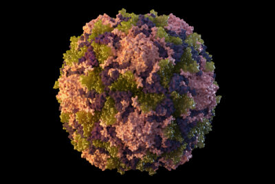 This 2014 illustration made available by the U.S. Centers for Disease Control and Prevention depicts a polio virus particle. On Thursday, July 21, 2022, New York health officials reported a polio case, the first in the U.S. in nearly a decade. (Sarah Poser, Meredith Boyter Newlove/CDC via AP)