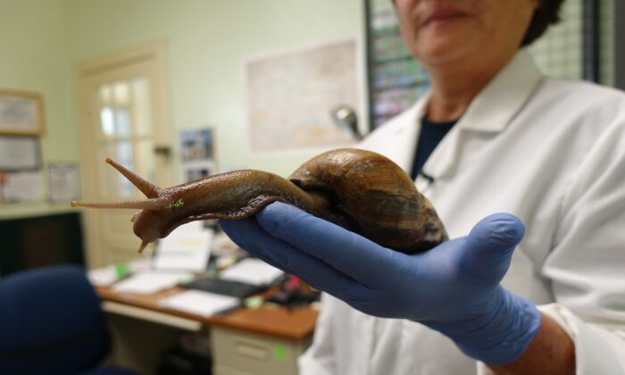 Mary Yong Cong, a Florida Dept. of Agriculture scientist, holds a Giant African Snail in her Miami lab on July 17, 2015. (KERRY SHERIDAN/AFP via Getty Images)