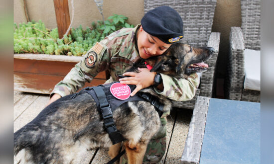 Retired Military Dog Gets Forever Loving Home With Former Handler After ﻿Near-Fatal Incident