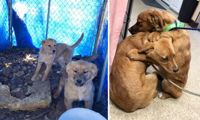 Shelter Puppy Comforts Terrified Sister With a Hug After Being Rescued From Filthy Pen