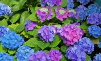 Hydrangea Pruning