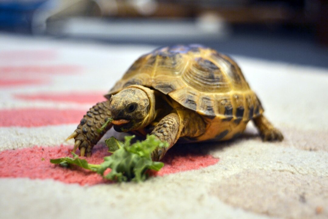 A small turtle. (Ben Collins/Unsplash)