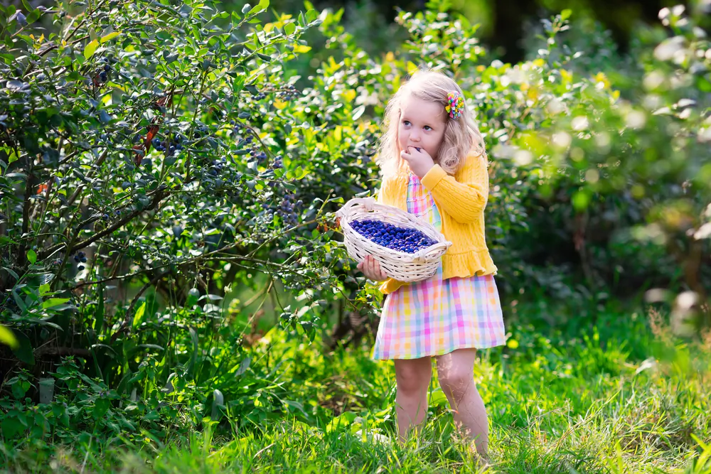 Blueberries, native to North America, are a healthy, versatile, and delicious summer favorite. (FamVeld/Shutterstock)