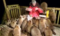 Man Feeds Dozens Of Raccoons As Per Wife’s Dying Wish