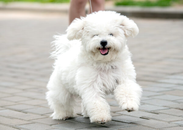 Restrictions on Puppy Farms Introduced With Fines Over $500,000