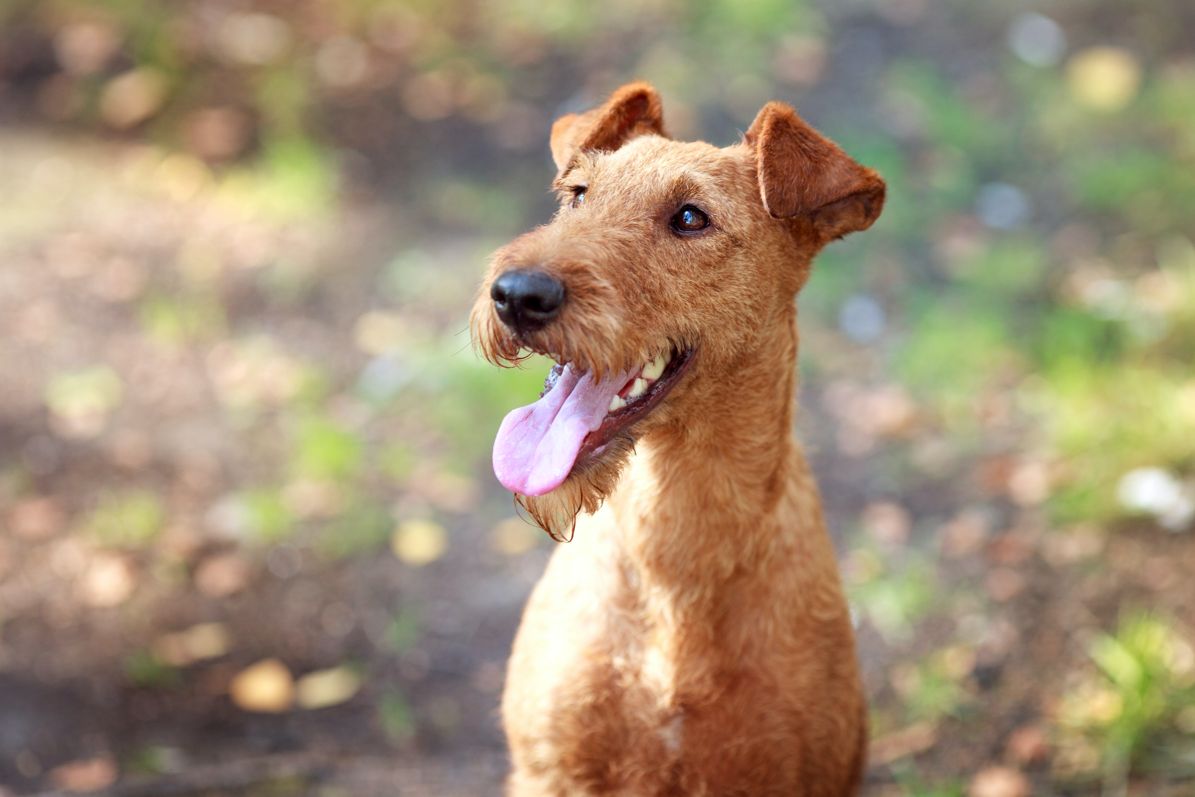 Irish Terrier 