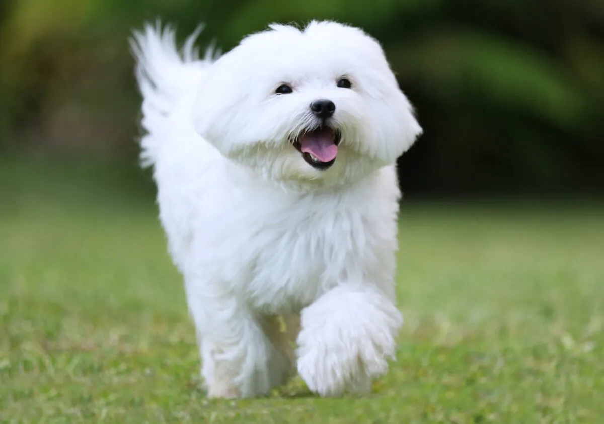 Several breeds of dogs don’t shed or shed very little, like this little Maltese. (Kimrawicz/Shutterstock)