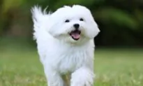Would Love to Get a Dog but Don’t Like the Shedding? Here Are Some Breeds That Don’t Shed