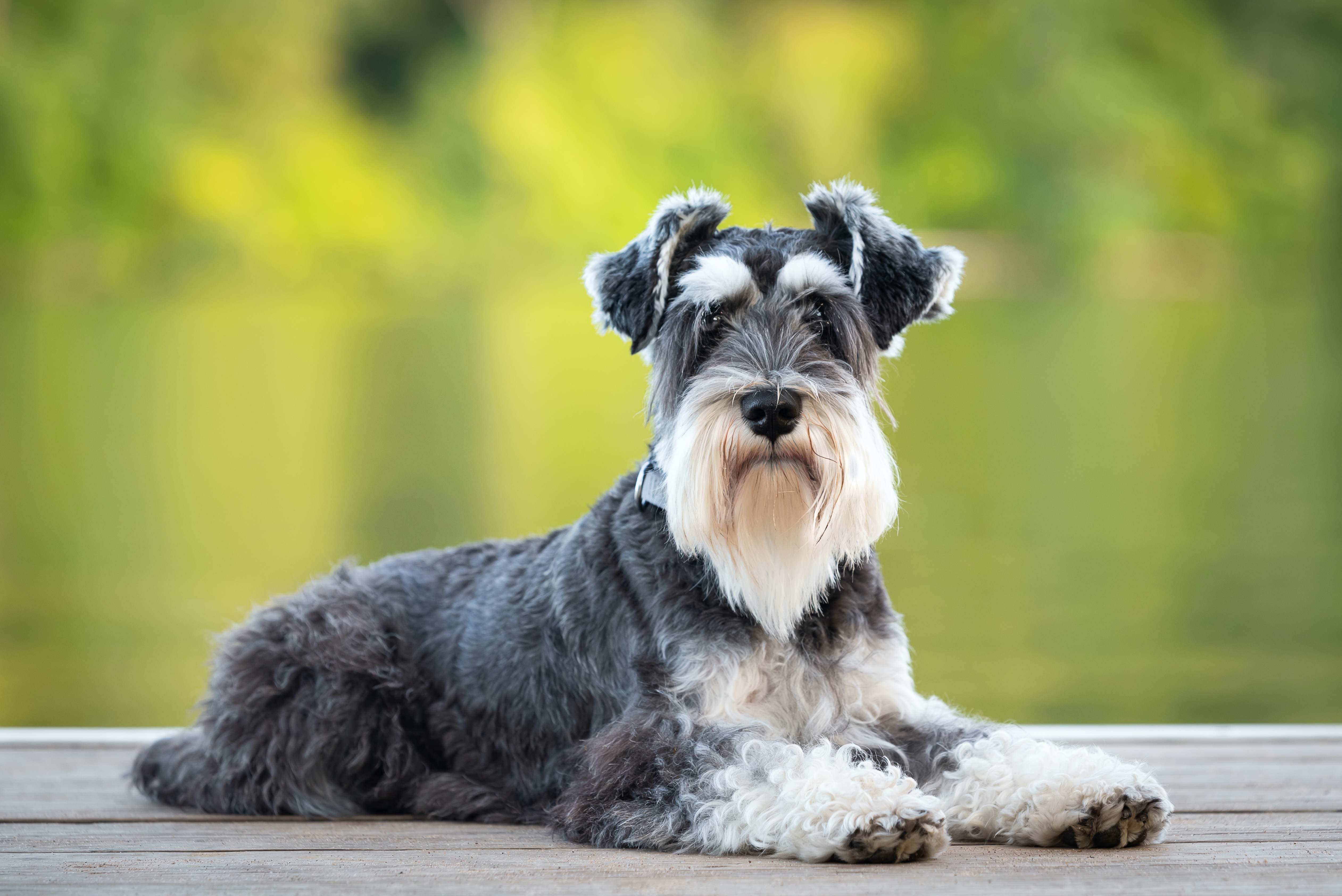 do schnauzer shed