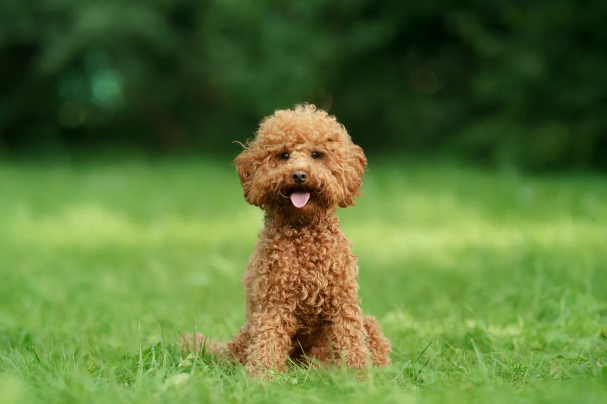 A small chocolate poodle on the grass. (dezy/Shutterstock)