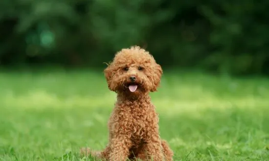 Pet Supplies Plus Expands as Americans Splurge on Animals